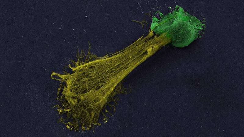 Drug halts immune reactions to save damaged lungs