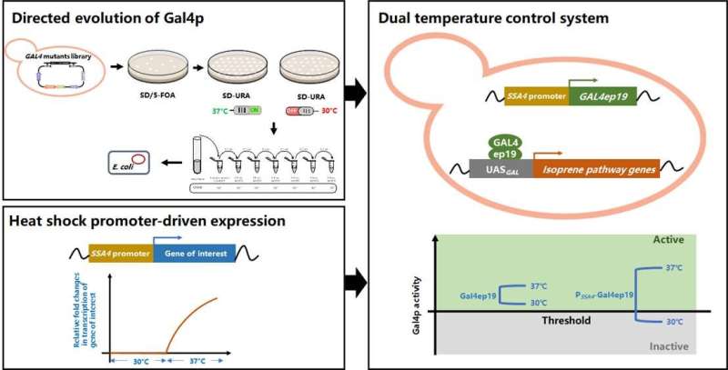 Dual temperature control system to regulate isoprene biosynthesis in the Baker's yeast