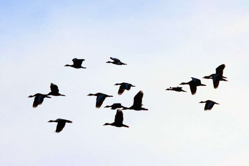 On pense que les canards sont des super-diffuseurs de la grippe aviaire en partie parce qu'ils voyagent aussi loin qu'ils migrent