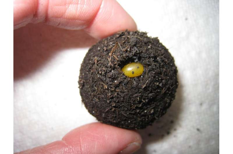 Dung beetle mothers protect their offspring from a warming world by digging deeper