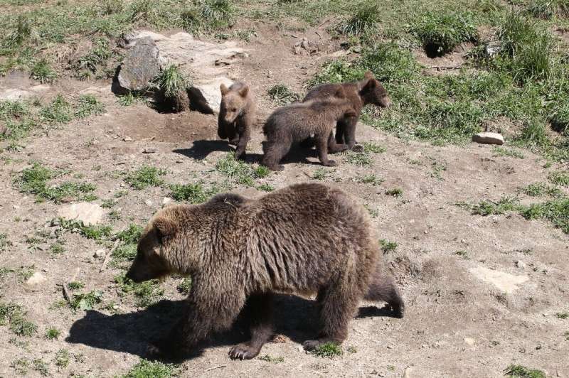 During mating season, female brown bears with cubs are often at risk from males