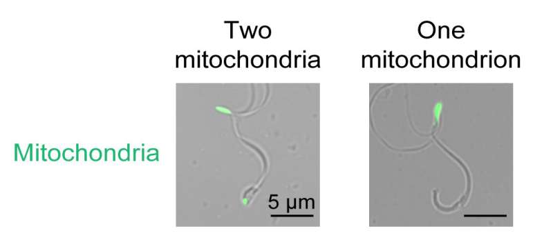 Dynamic rearrangement and autophagic degradation of the mitochondria during plant spermiogenesis