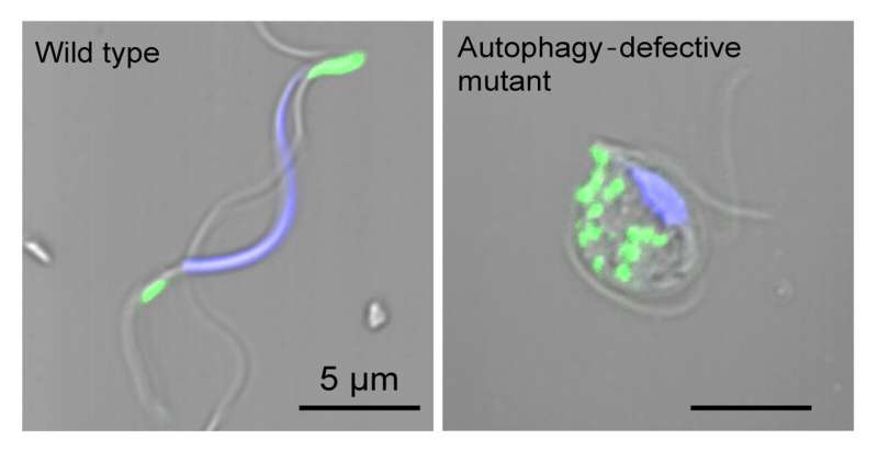Dynamic rearrangement and autophagic degradation of the mitochondria during plant spermiogenesis