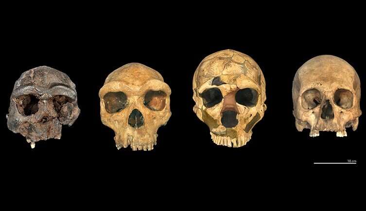 Earliest human fossils in the UK reveal how ancient Europeans were connected