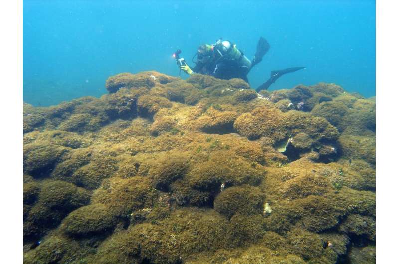 Early detection system for nuisance alga infesting Papahānaumokuākea reefs