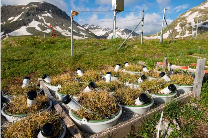 Early green, early brown – climate change leads to earlier senescence in alpine plants