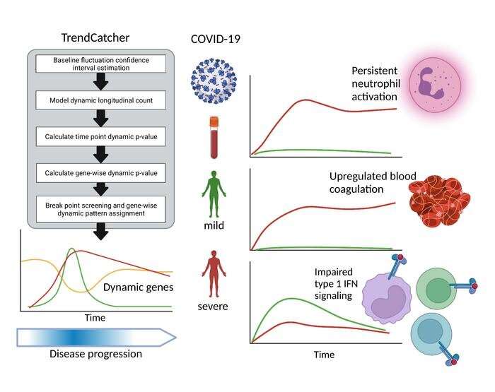 Early, persistent activation of specific immune cells may be a predictor of severe COVID-19