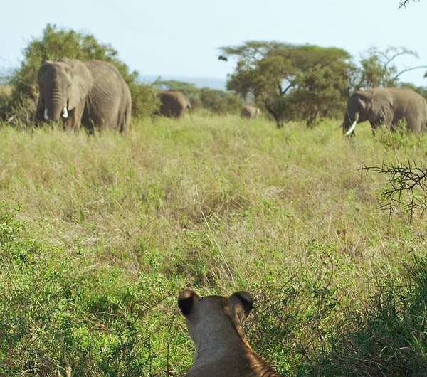 Early trauma affects an elephant's ability to assess threat from lions – new research