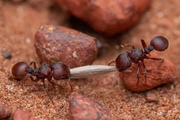 Earth harbours 20,000,000,000,000,000 ants—and they weigh more than wild birds and mammals combined