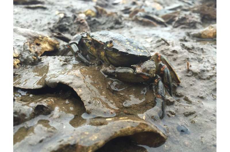 eDNA a useful tool for early detection of invasive green crab