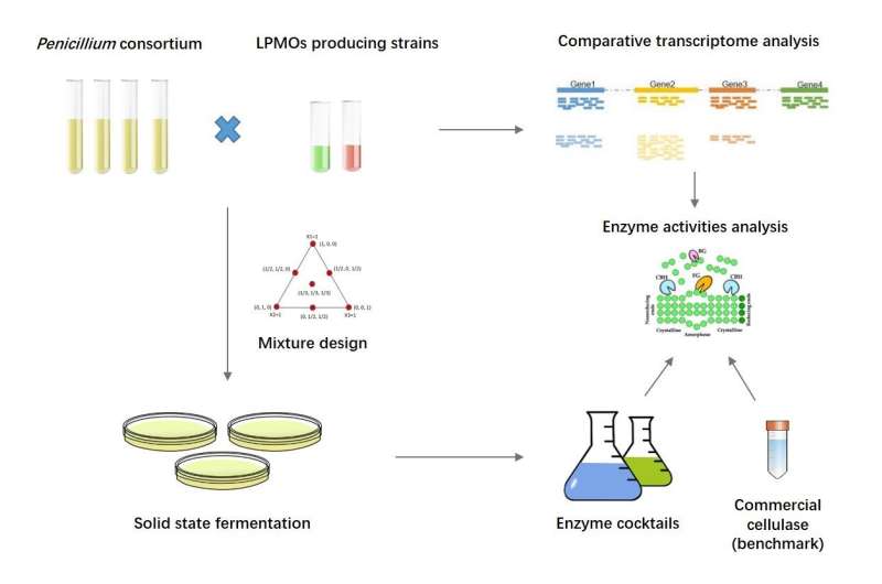 Efficient enzyme "cocktail" from penicillium consortium enhances lignocellulose biodegradation
