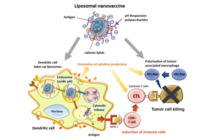 Efficient nanovaccine delivery system boosts cellular immunity