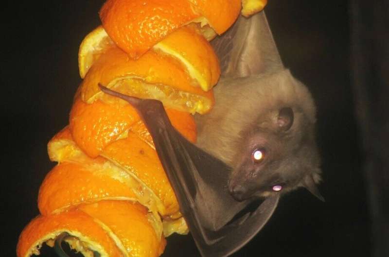 Egyptian fruit bat found to use echolocation during daylight hours