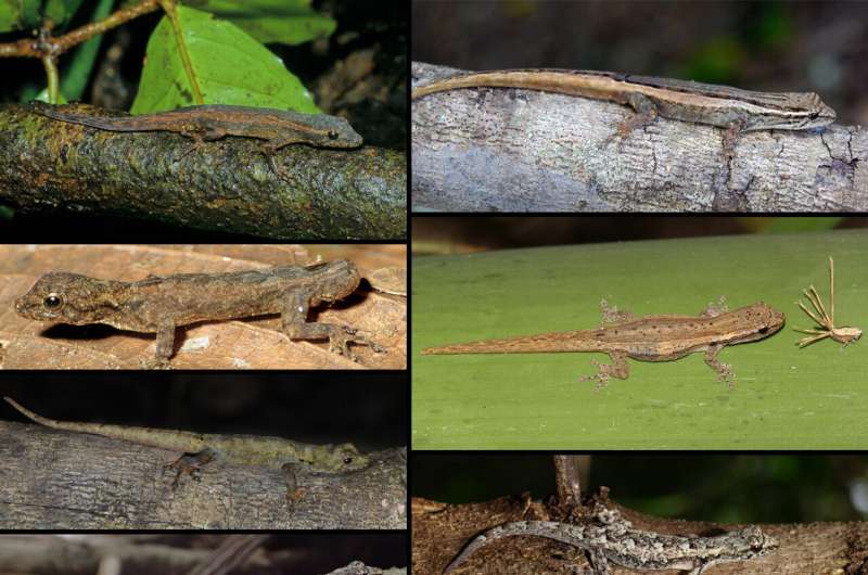 Eight new species of tiny geckos tumbling out of Madagascar's rainforests