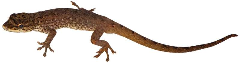 Eight new species of tiny geckos tumbling out of Madagascar's rainforests