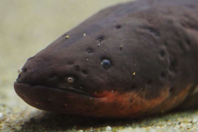 Electric eels inspired the first battery and now point a way to future battery technologies