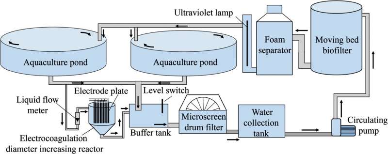 Electrocoagulation helps improving efficiency of microscreen drum filter in recirculating aquaculture system