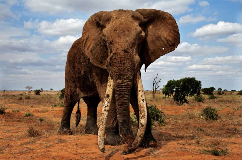Elephant genes could hold the key to avoiding cancers