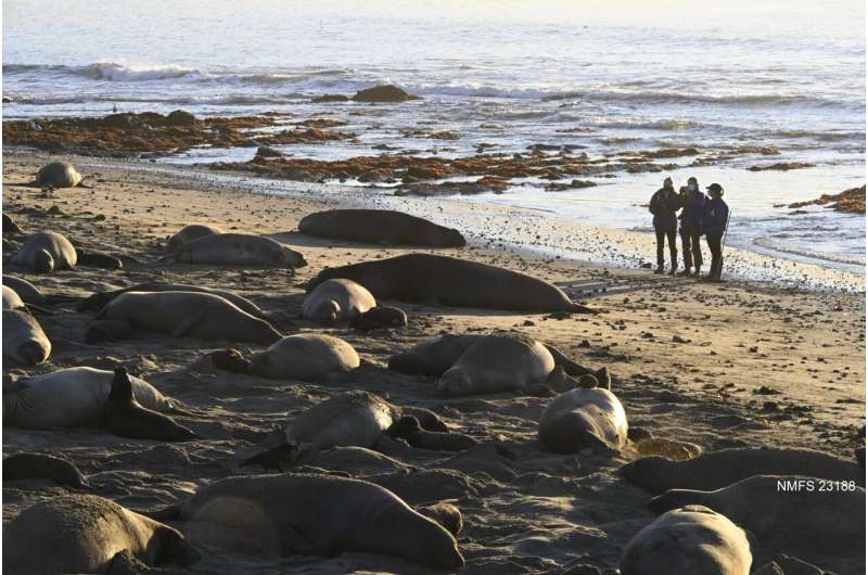 Elephant seal's map sense tells them when to head 'home'