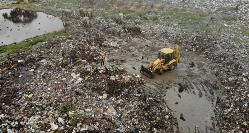 Elephants dying from eating plastic waste in Sri Lankan dump