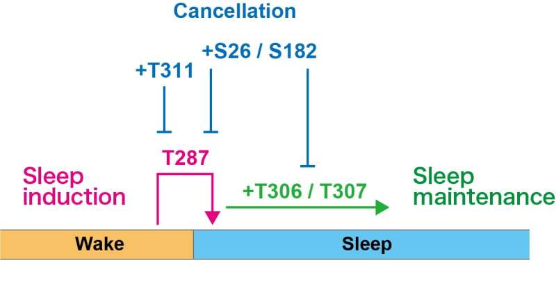 Elucidation of proteins controlling the sleep and awake transition