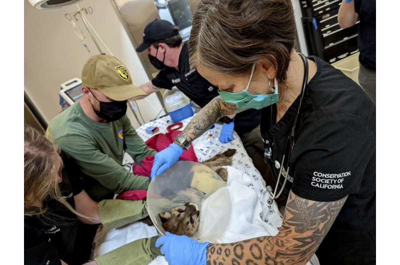 The black mountain lion cub was rescued and kept at the Oakland Zoo