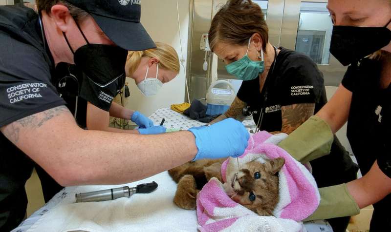 The black mountain lion cub was rescued and kept at the Oakland Zoo