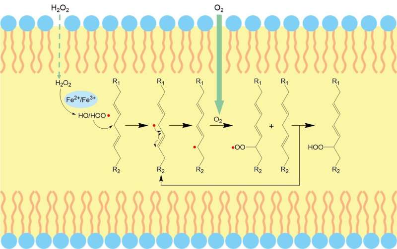 Embedding iron oxide into liposome bilayer to trigger ferroptosis