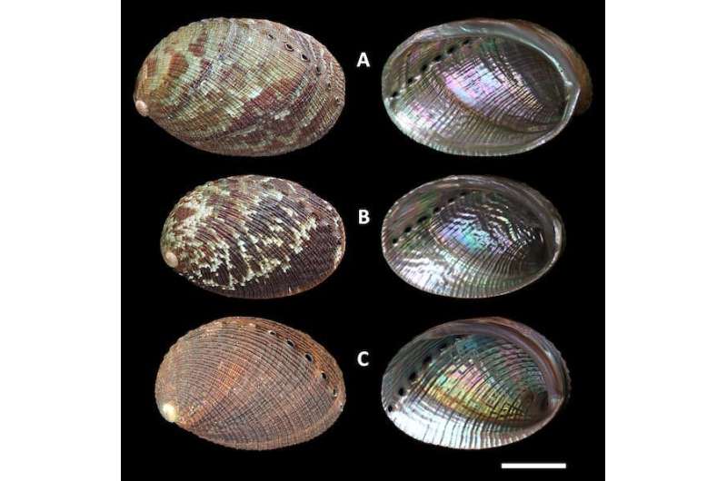 Empty mollusc shells hold the story of evolution, even for extinct species — now we can decode it