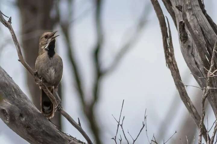 Endangered bird rediscovered in Victoria