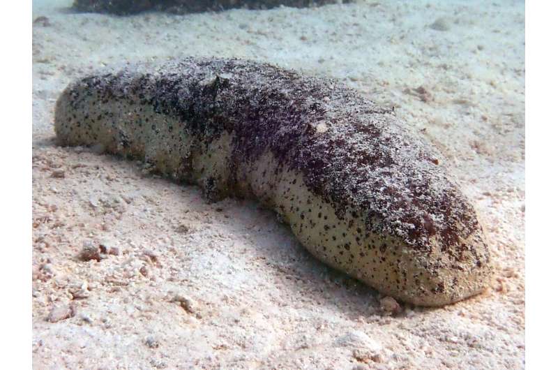 Endangered delicacy: tropical sea cucumbers in trouble