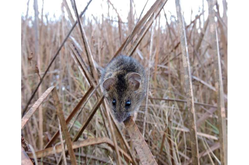 The study on mice at risk shares the non-contact sampling method