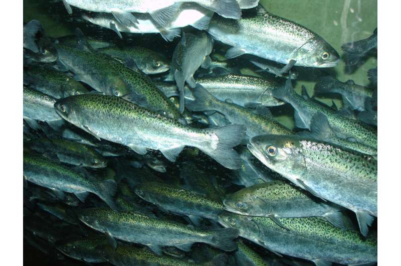 Endangered salmon will swim in California river for first time in 80 years