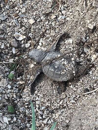 Endangered sea turtles hatch on Texas beach for the first time in modern history