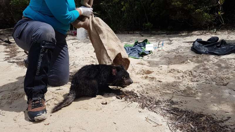 Endangered Tasmanian devils insured against future threats