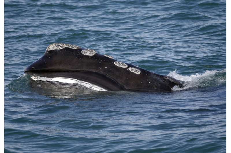 Endangered whale's decline slows, but population falls again