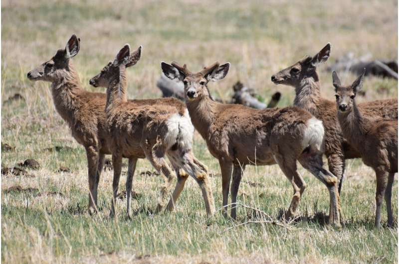 Energy development holds up deer during spring migration