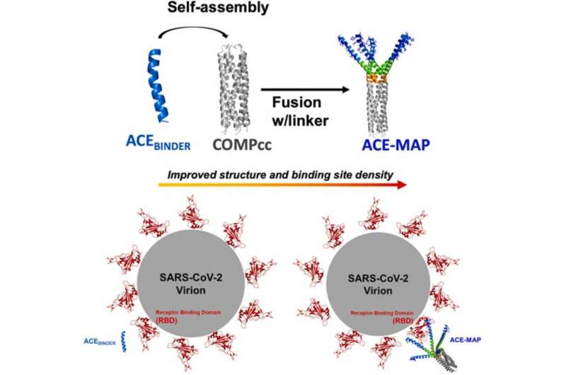 Engineered multivalent self-assembled binder protein against SARS-CoV-2 RBD