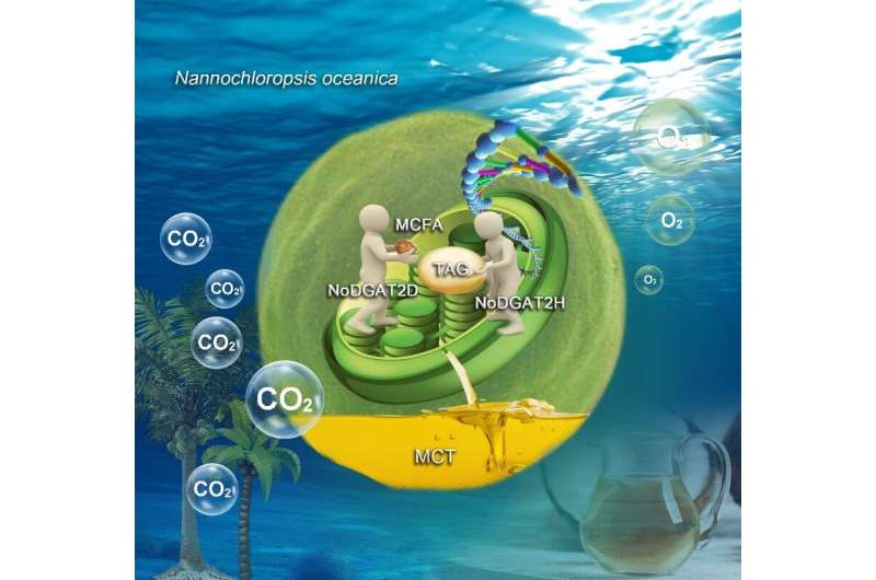 Engineering industrial microalgae for producing healthy biological oil