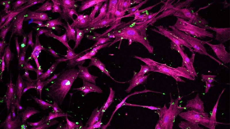 Engineering Researchers Develop Porous Nanoparticles For Regenerative Medicine