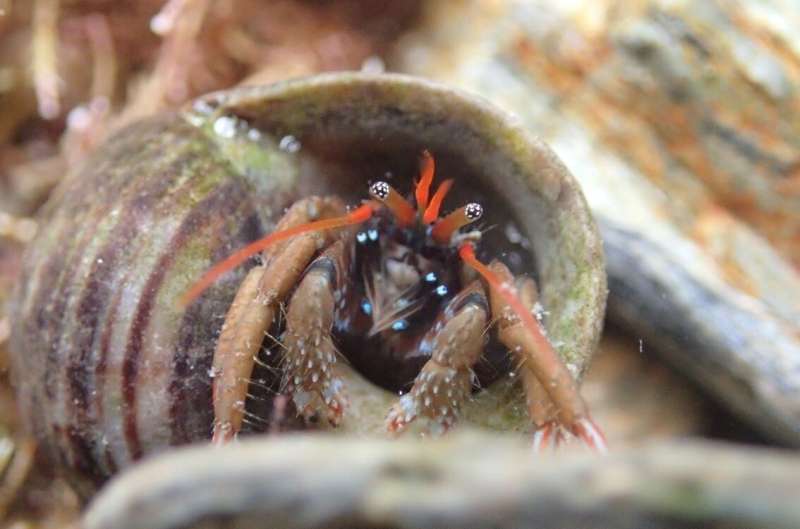 English Channel stops new rockpool species reaching UK