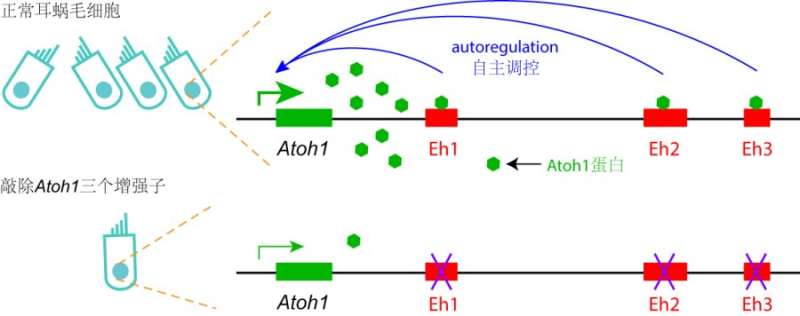 Enhancers cooperate to regulate master transcription factor for sound receptor hair cell development