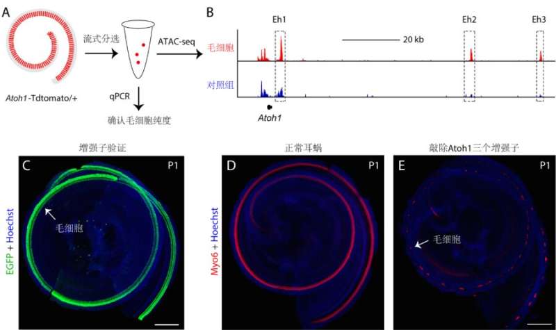 Enhancers cooperate to regulate master transcription factor for sound receptor hair cell development
