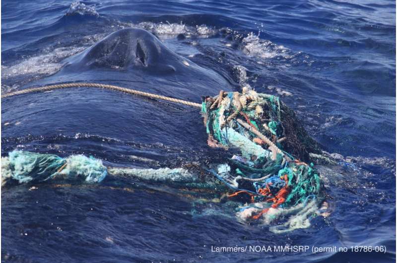 Entangled humpback whale cleared of marine debris off Maui