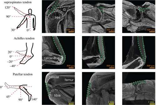 Enthesis strength, toughness, and stiffness: comparing tendon insertions with varying bony attachment geometries