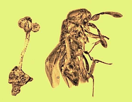Entombed together: Rare fossil flower and parasitic wasp make for amber artwork