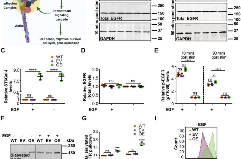 Enzyme ST6Gal-I modulates cell mechanics and enhances invasion by cancer cells