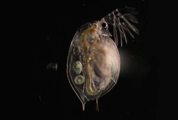 Epigenetic effects of pollution persist for multiple generations in water fleas