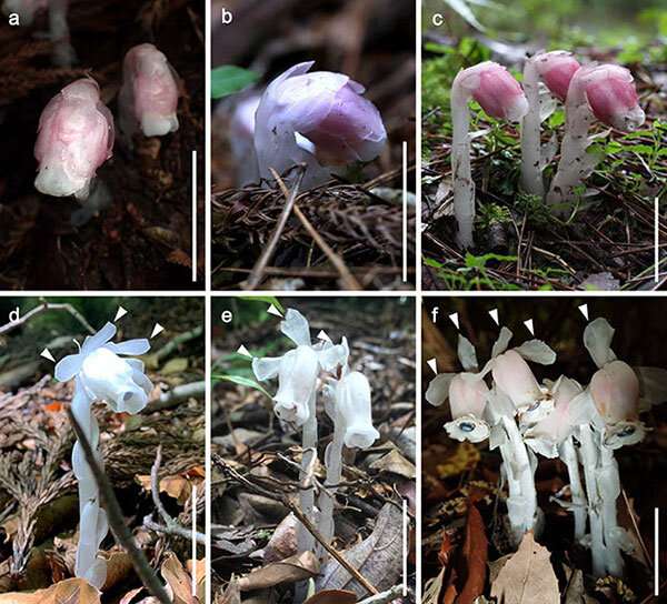 Ethereal color variant of mysterious plant is actually new species