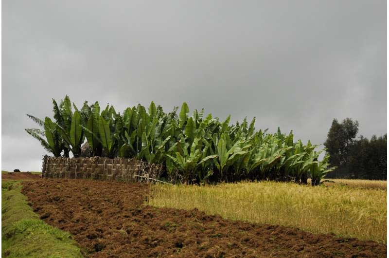 Ethiopian crop enset identified as ‘climate coping strategy’ in drought-prone regions
